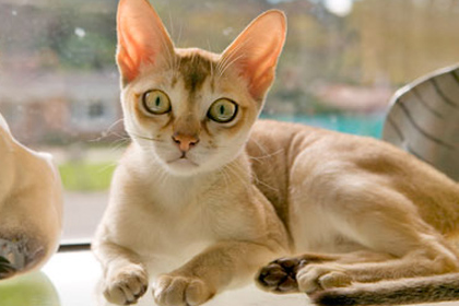 Malaysia Cat Club Malaysia Cat Club